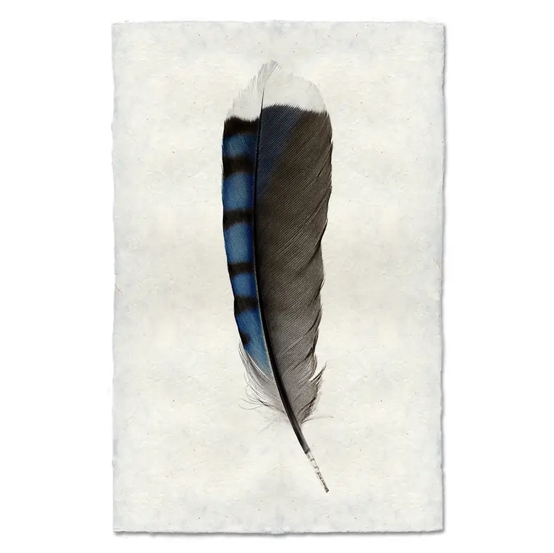 Blue Jay Feather 1