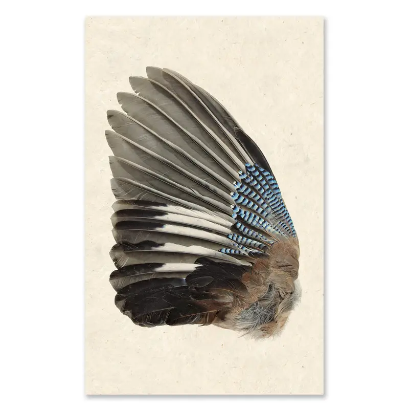 Blue Jay (Left) Grand Format 1