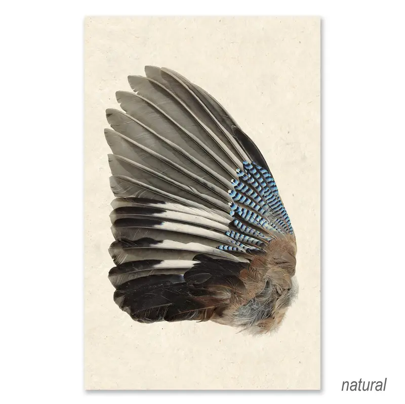 Blue Jay (Left) Grand Format 2
