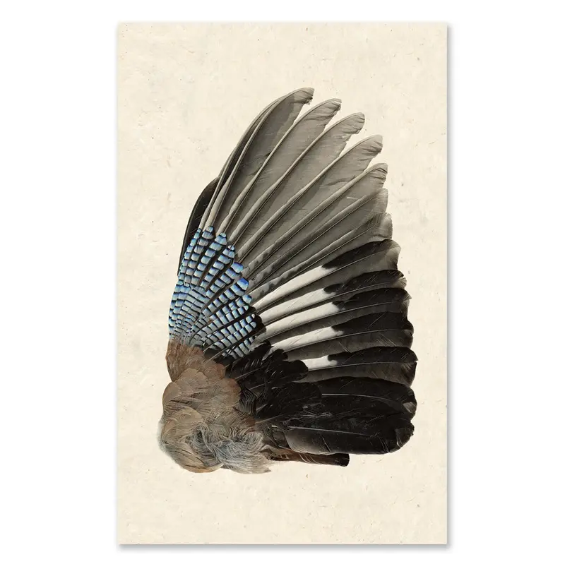 Blue Jay (Right) Grand Format 1
