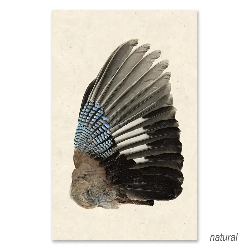 Blue Jay (Right) Grand Format 2