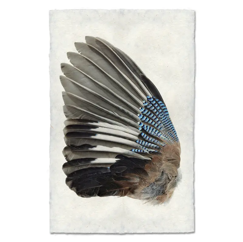 Blue Jay Wing (Left) 1