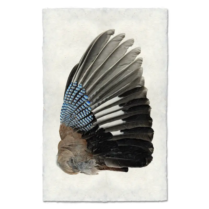 Blue Jay Wing (Right) 1
