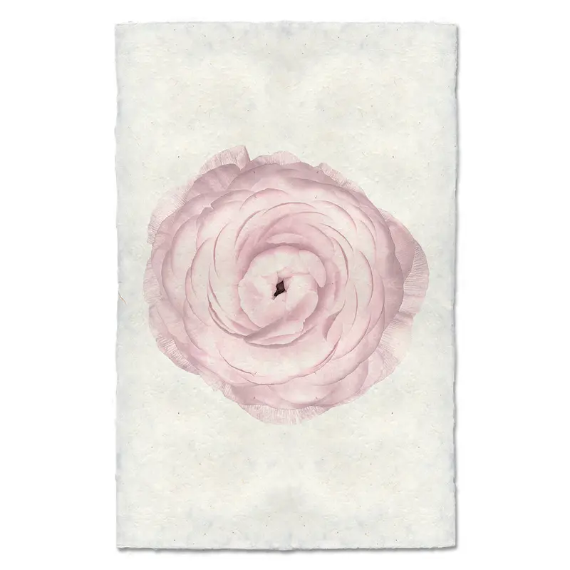 Blush Ranunculus 2