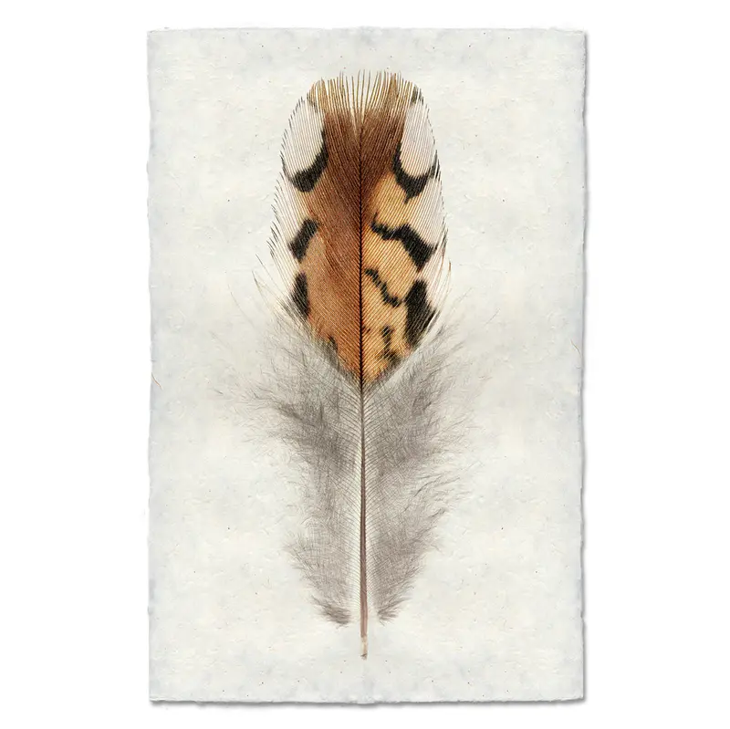 Bobwhite Quail #2 1