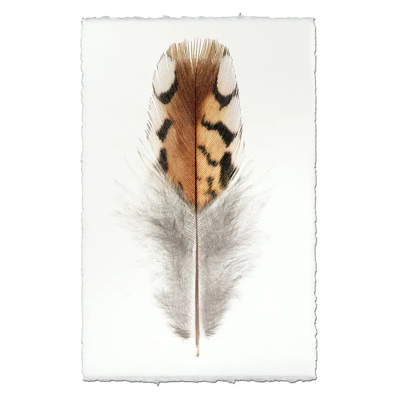 Bobwhite Quail Art Print #2 – Field Guide Style