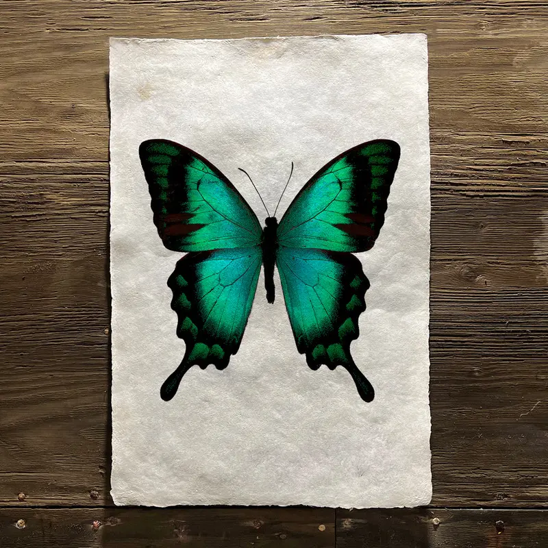 Butterfly #1 (Amate Perla) 1