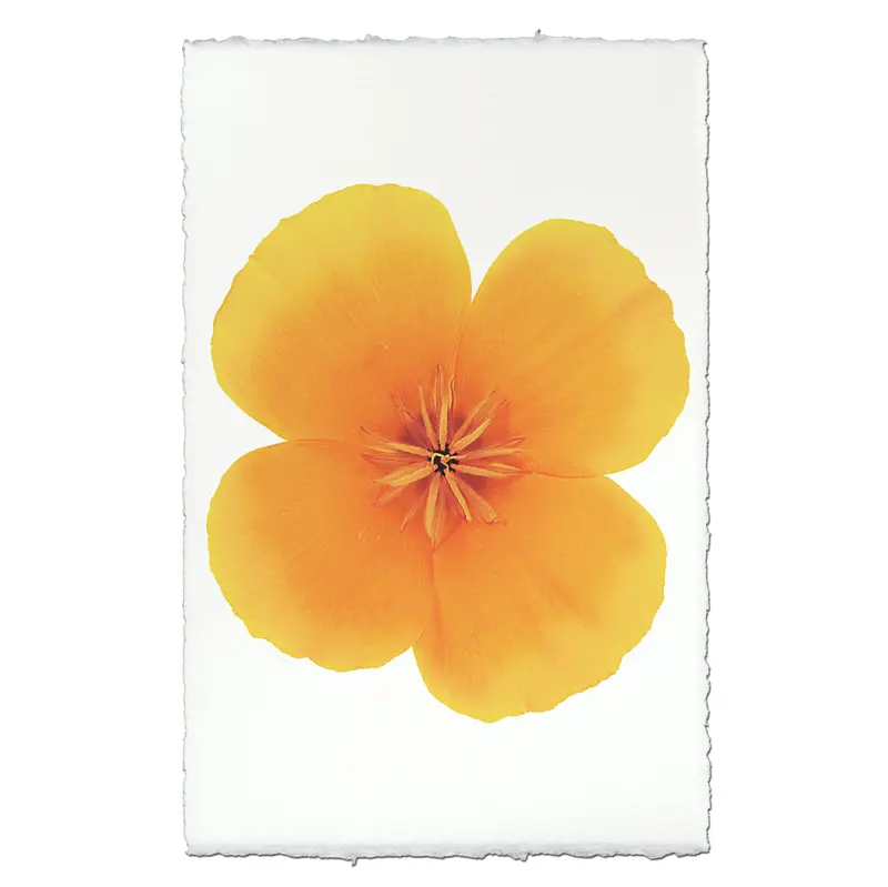 California Poppy Flower 2