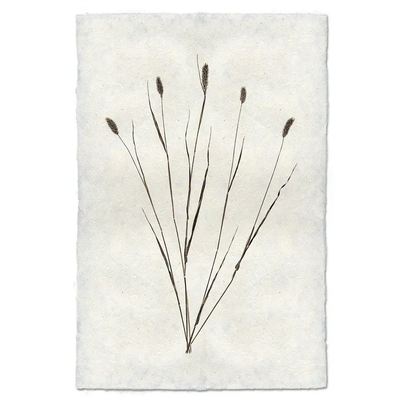Canary Grass Form 1