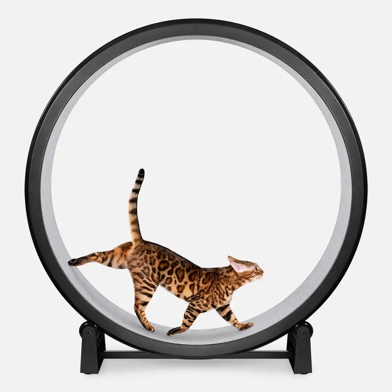 Cat Exercise Wheel 3