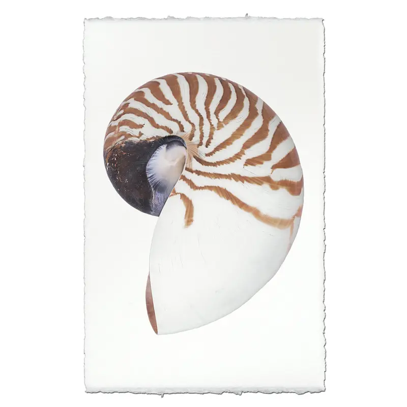 Chambered Nautilus 1
