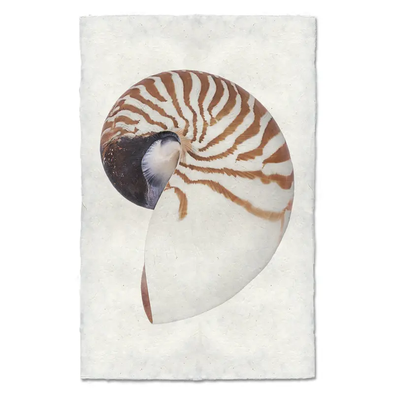 Chambered Nautilus 2