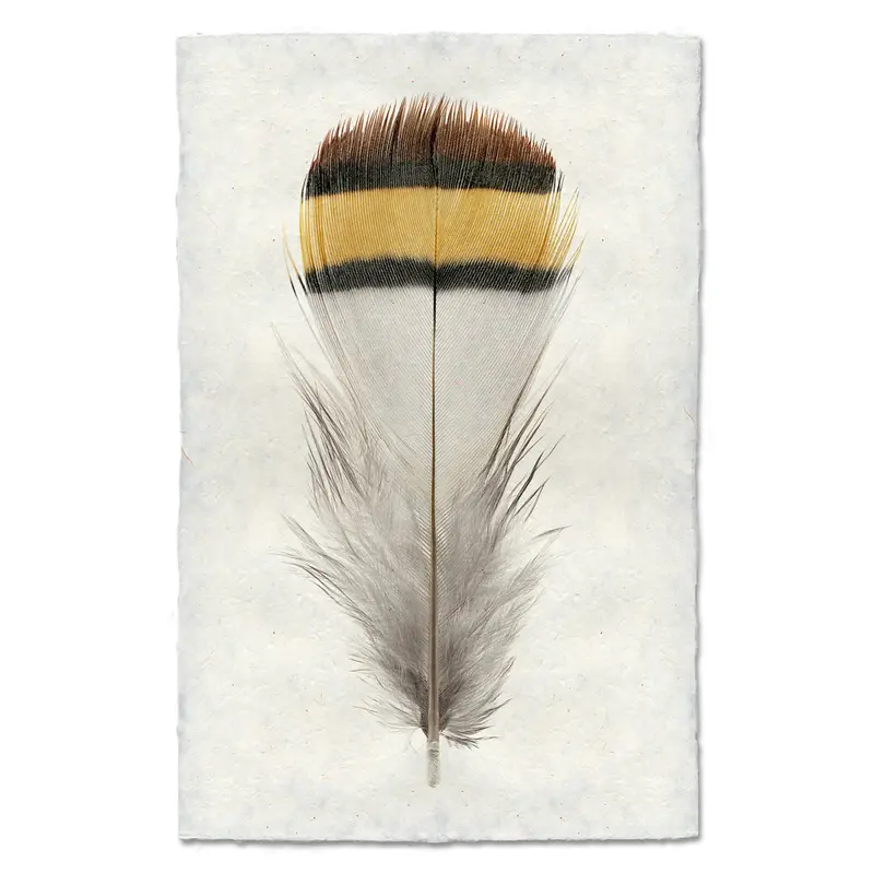 Chukar Partridge 1