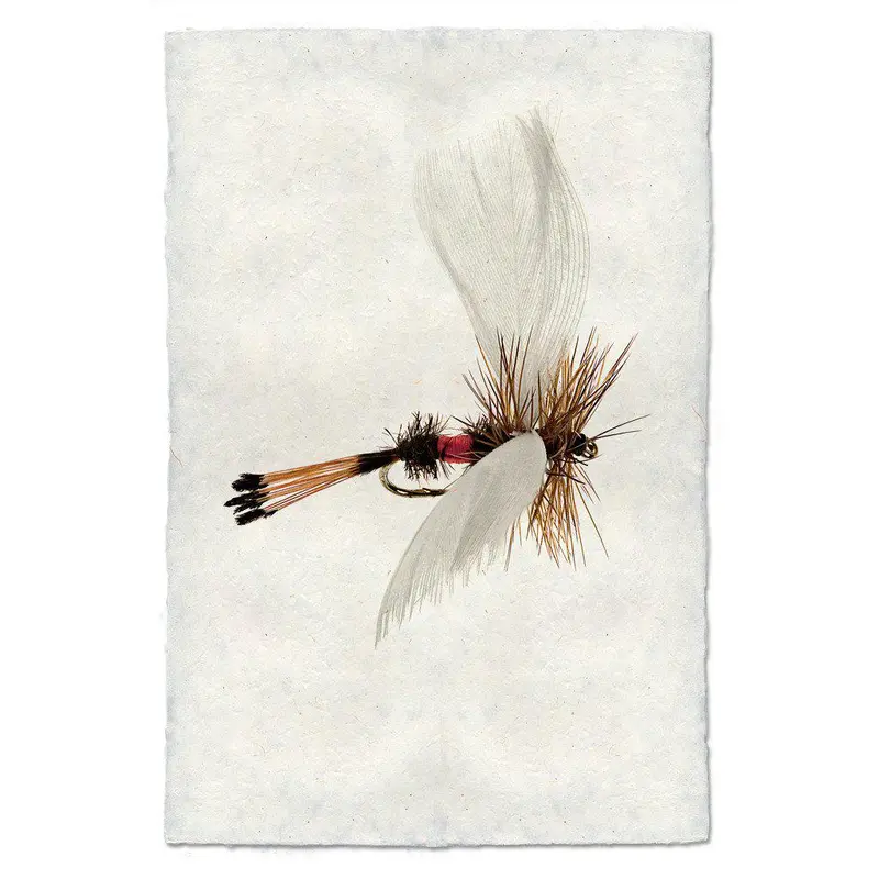 Coachman Fanwing 1