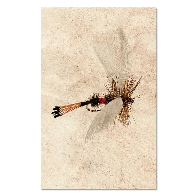 Coachman Fanwing 1