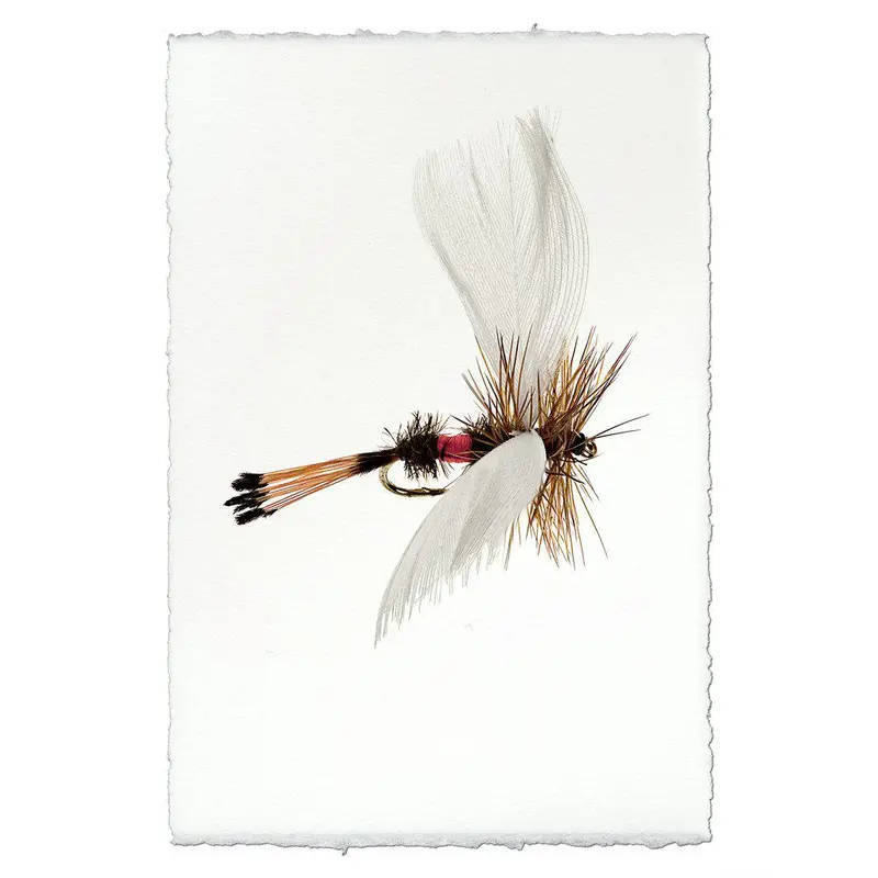Coachman Fanwing 2