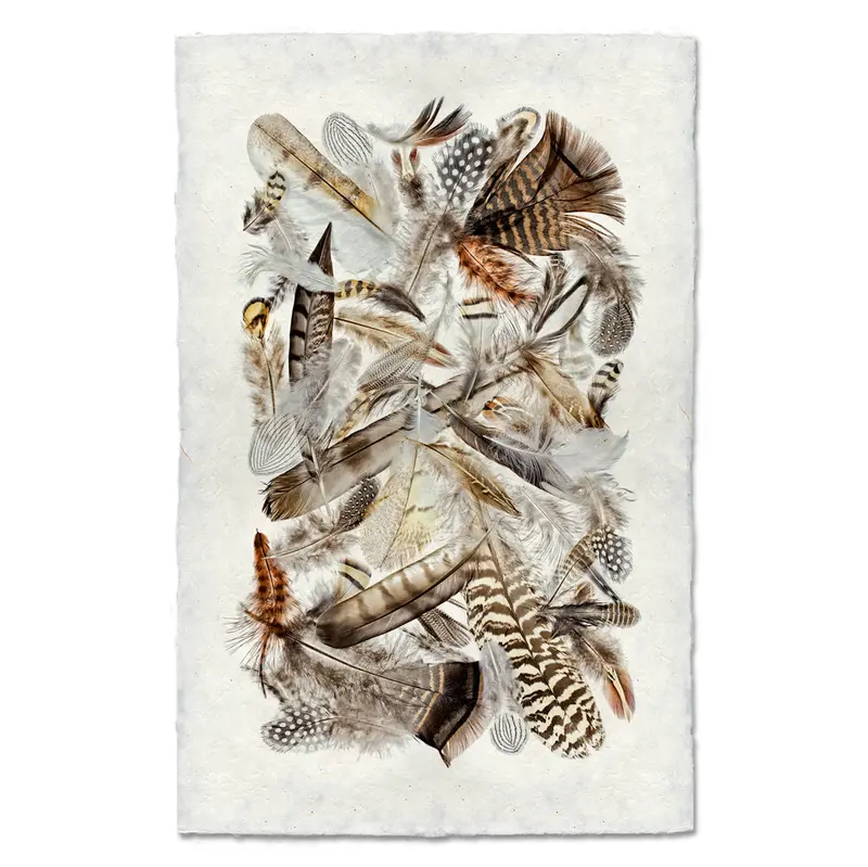 Collective Feathers 1
