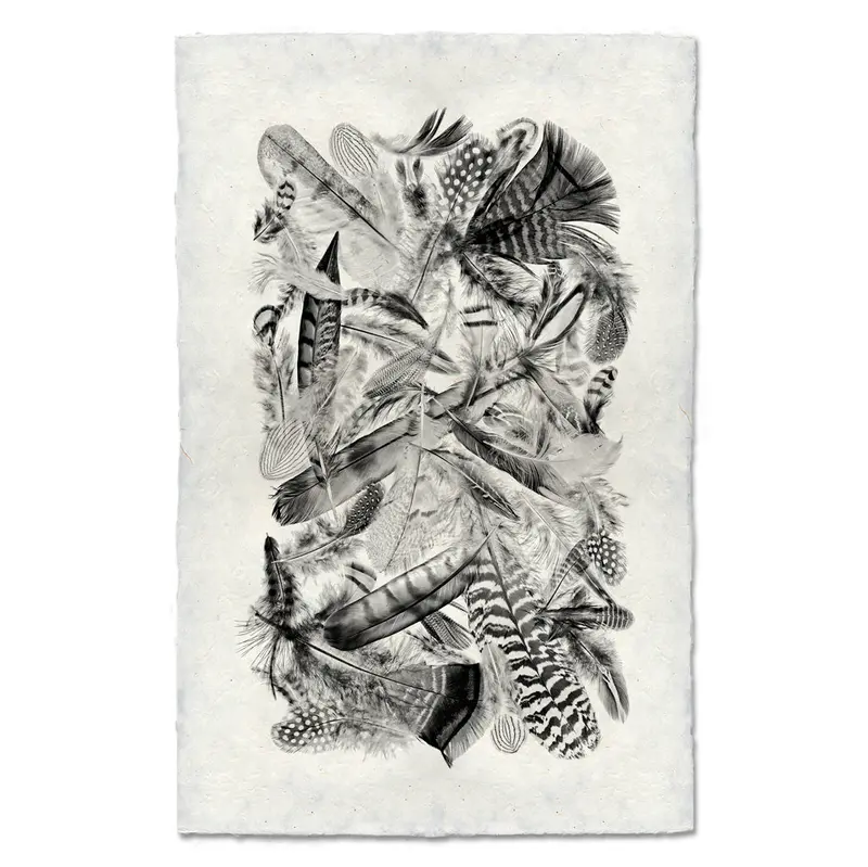 Collective Feathers (Black And White) 1