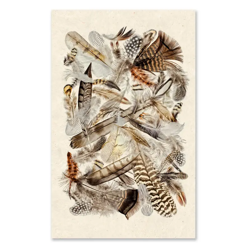 Collective Feathers Grand Format (Color) 1