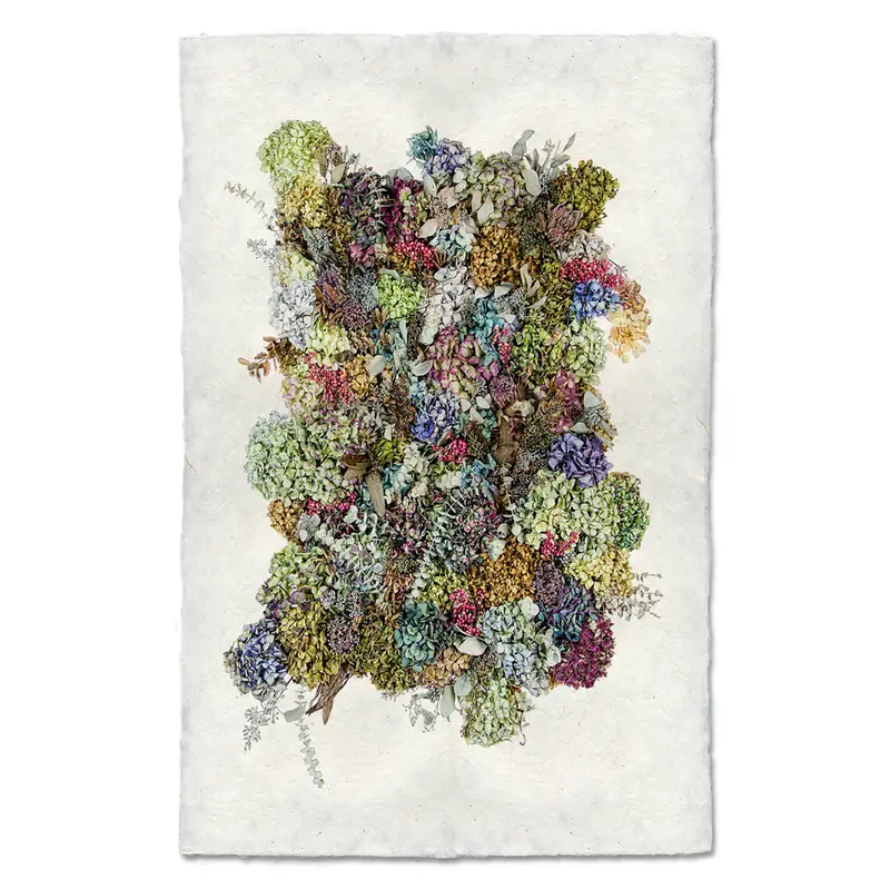 Collective Hydrangeas 1