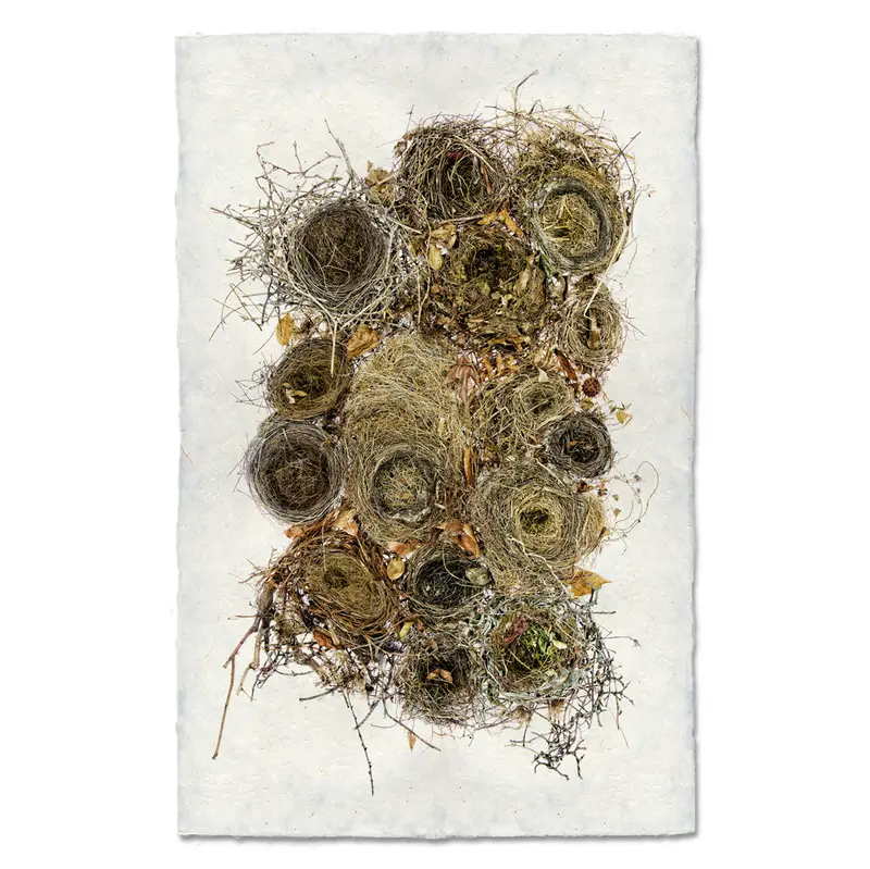 Collective Nests 1
