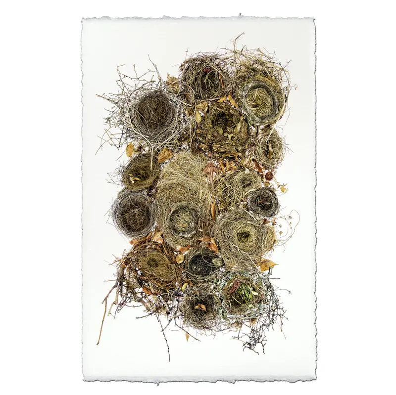 Collective Nests 2
