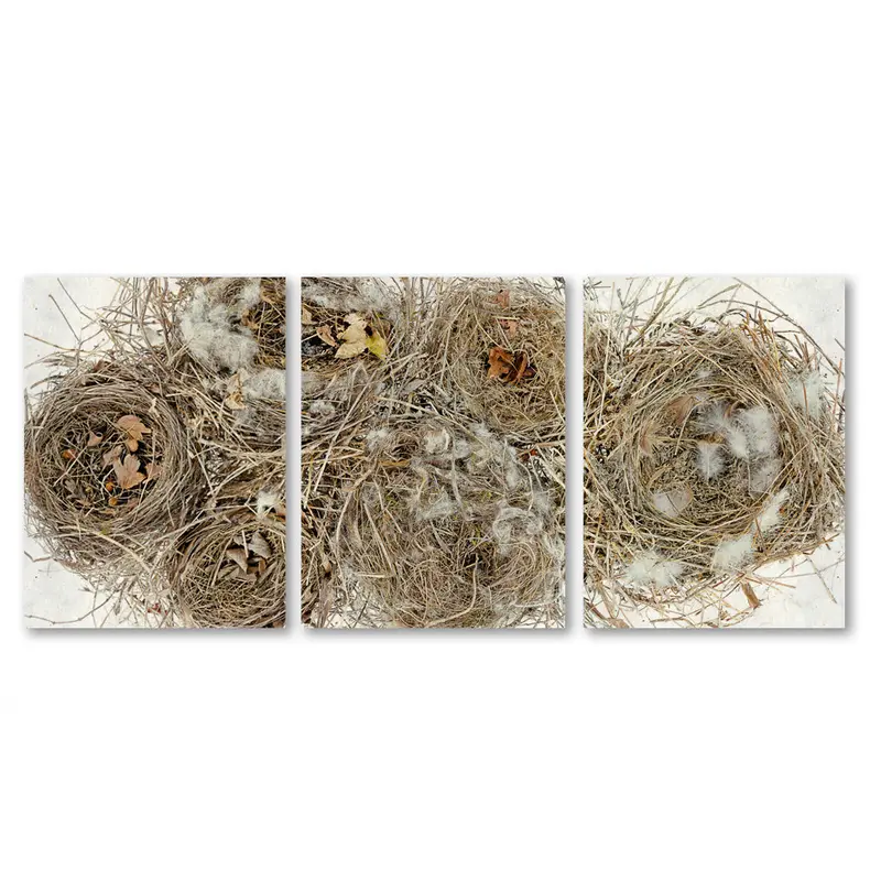 Collective Nests Trilogy 1