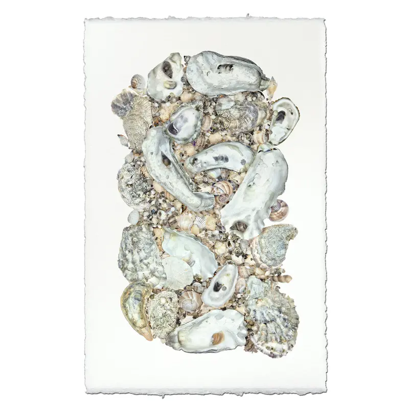 Collective Oysters 1