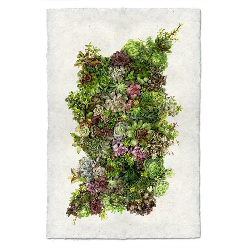 Collective Succulents 1