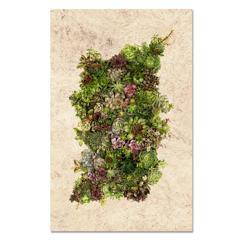 Collective Succulents 1