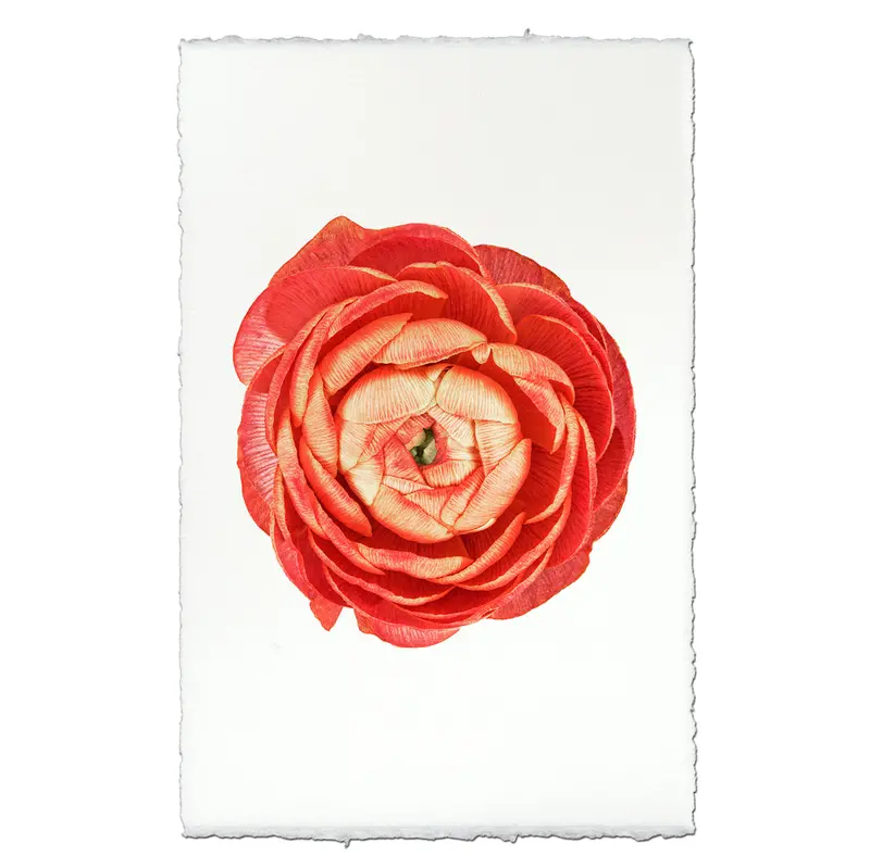 Coral Ranunculus 1