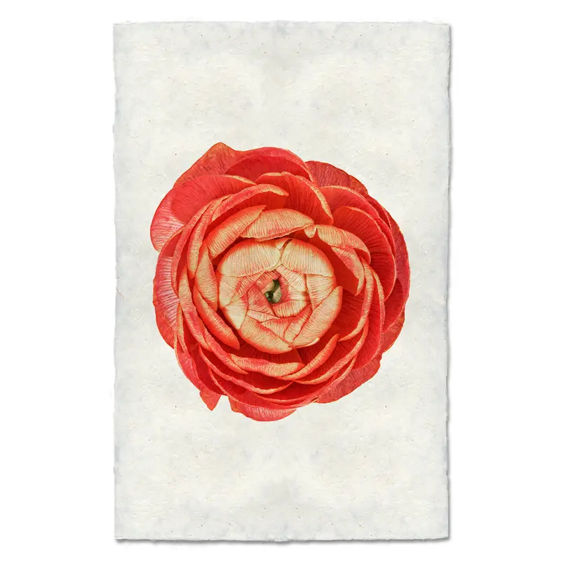 Coral Ranunculus 2