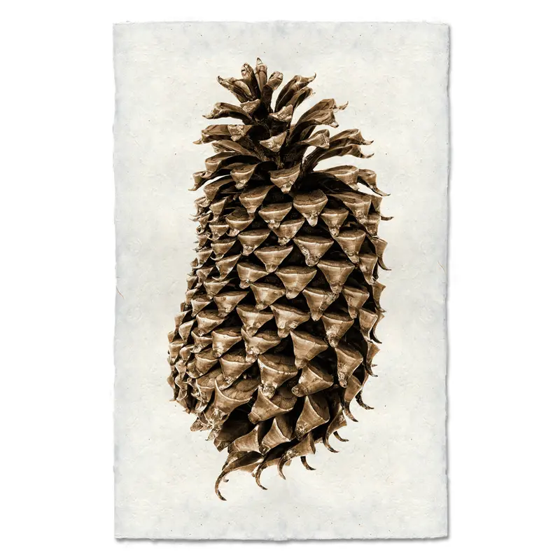 Coulter Pine Cone 1