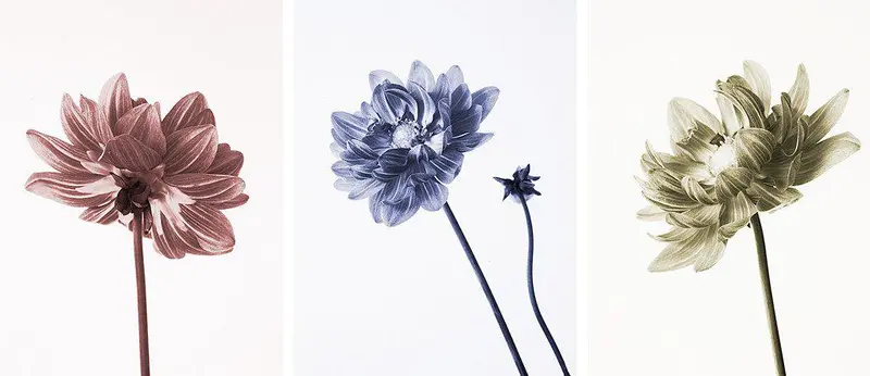 Dahlia Three Ways 1