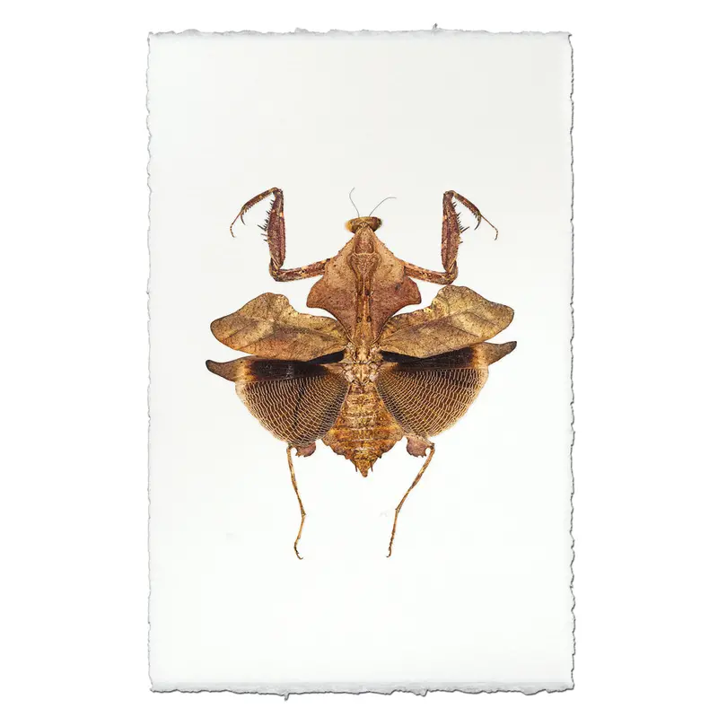 Dead Leaf Praying Mantis 1