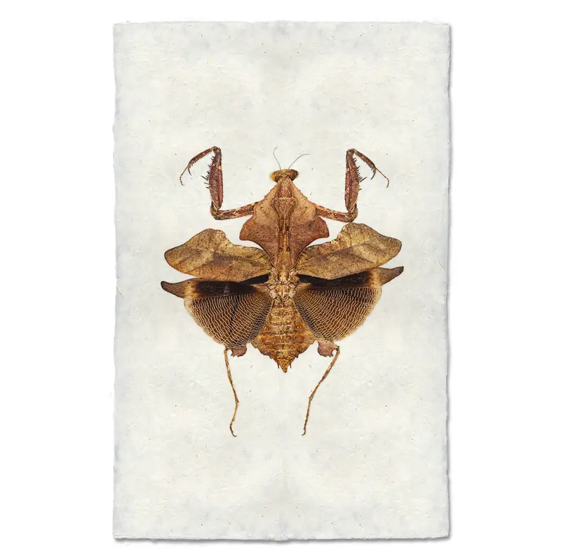 Dead Leaf Praying Mantis 2