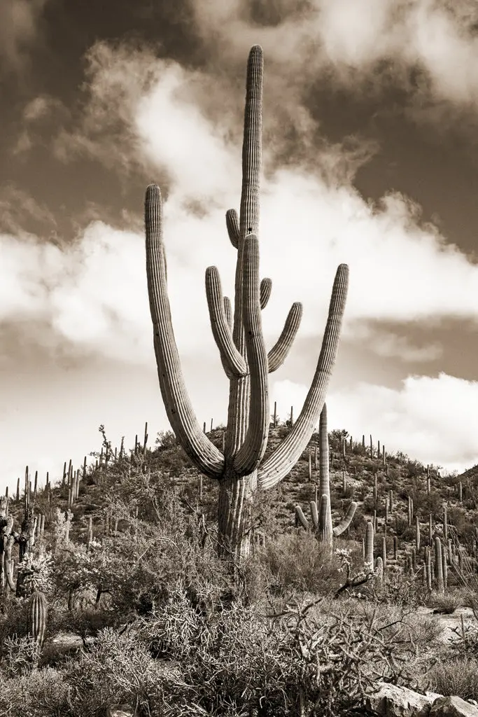 Desert Vista #1 Grand Format 1