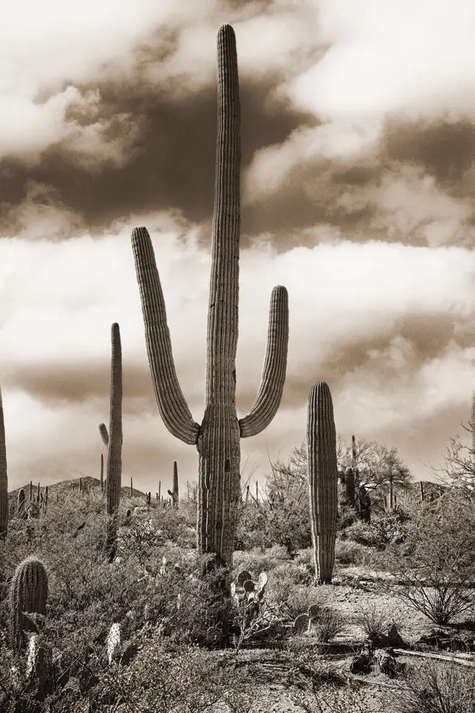 Desert Vista #2 1