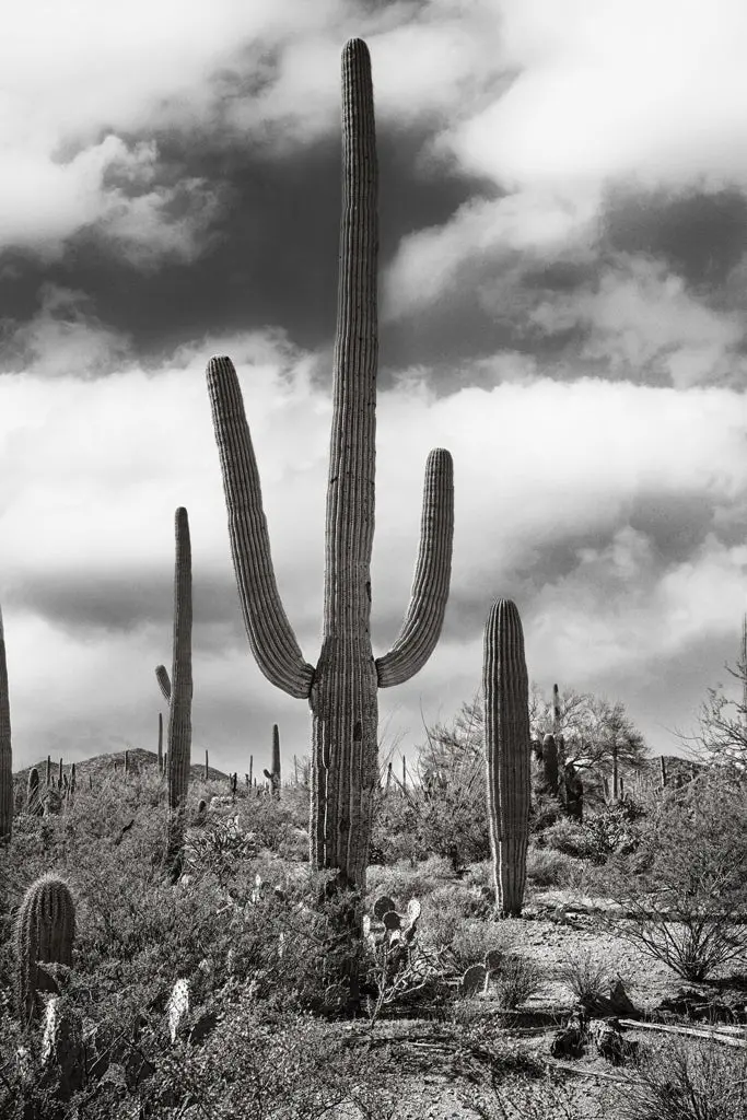 Desert Vista #2 Southwest Vista Print