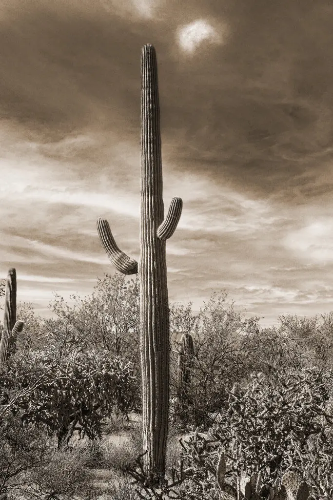 Desert Vista #3 1