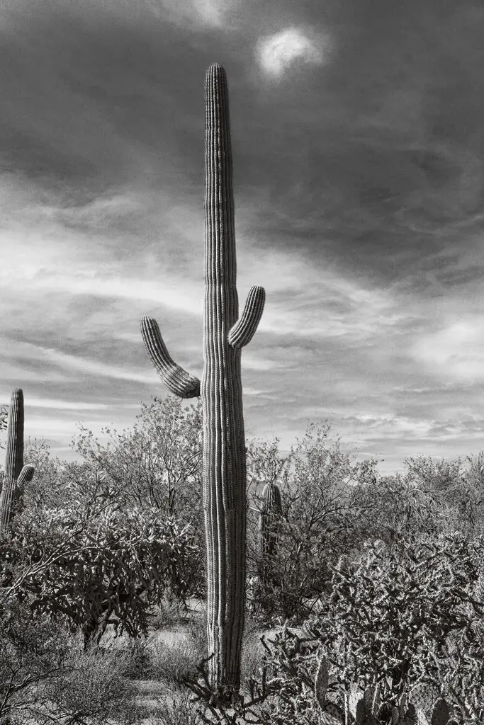 Desert Vista #3 Arid Landscape Art