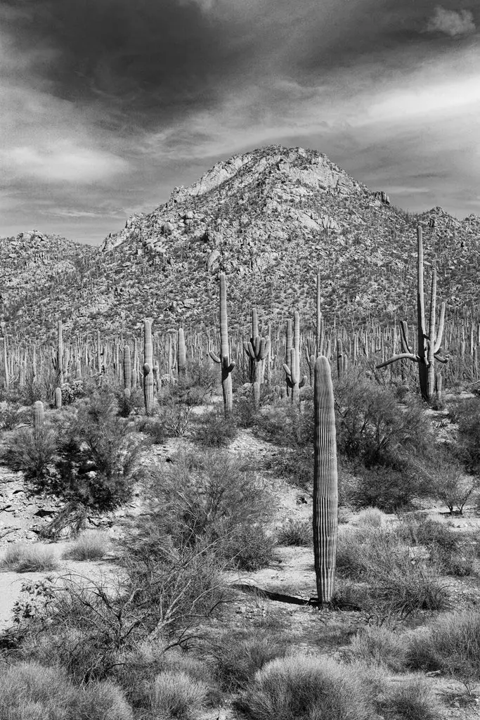 Desert Vista #4 Desert Scene Print