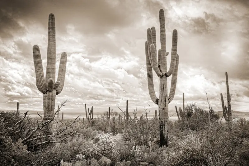Desert Vista #5 1