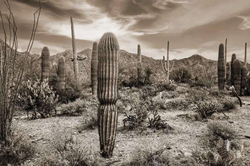 Desert Vista #6 1