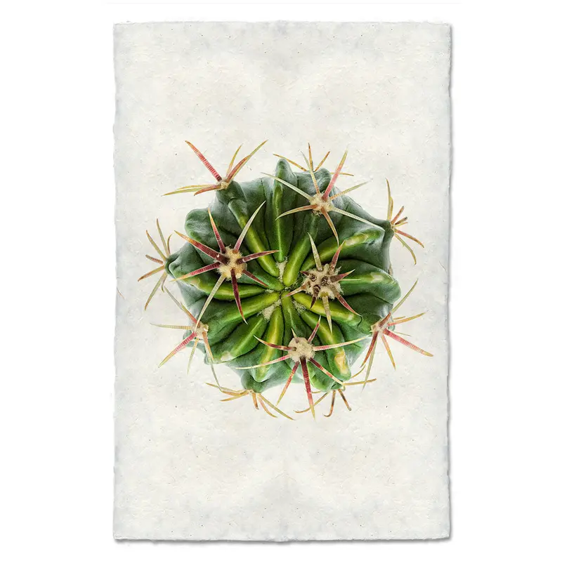 Devil's Tongue Cactus 1