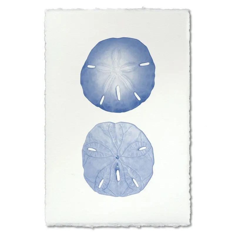 Double Sand Dollar 1