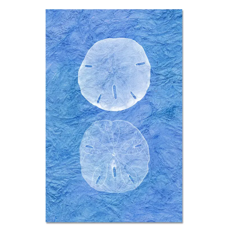 Double Sanddollar 1