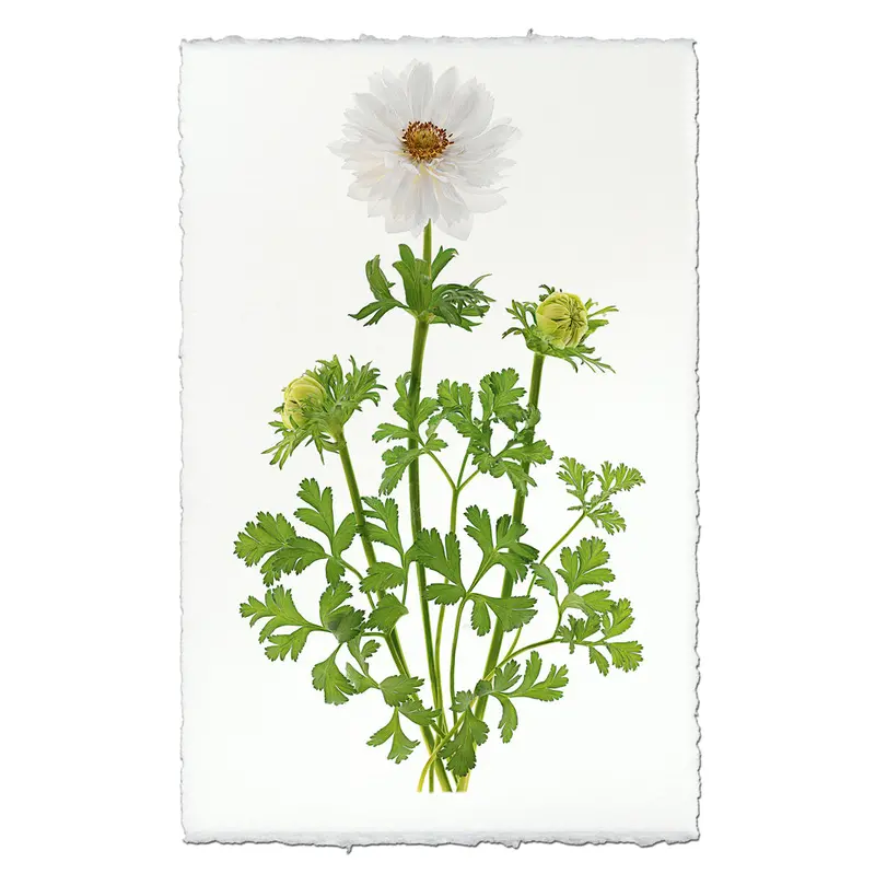 Double White Anemone Illustration – Minimalist Flower Art