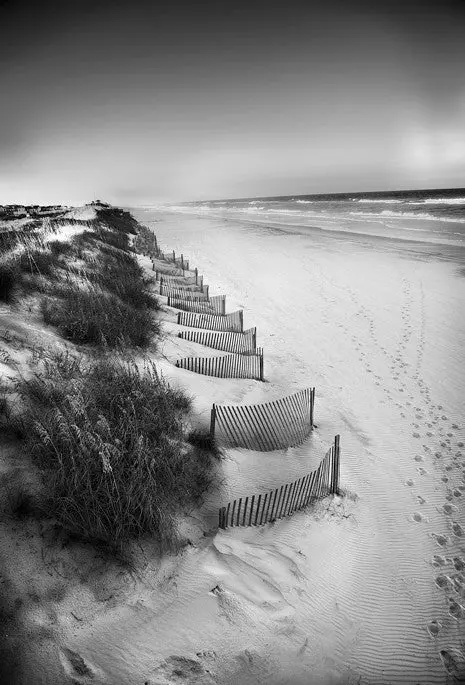 Dune Study - Outer Banks, North Carolina 1