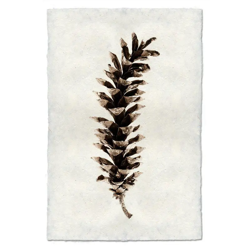 Eastern White Pine 1